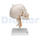 Anatomischer Schädel Mit Wirbelsäule 4-Teilig Weiss